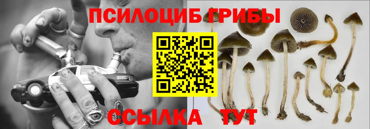 Псилоцибиновые грибы Cubensis Балабаново
